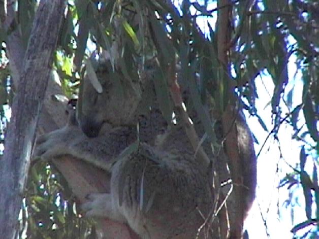 Koala (2004)