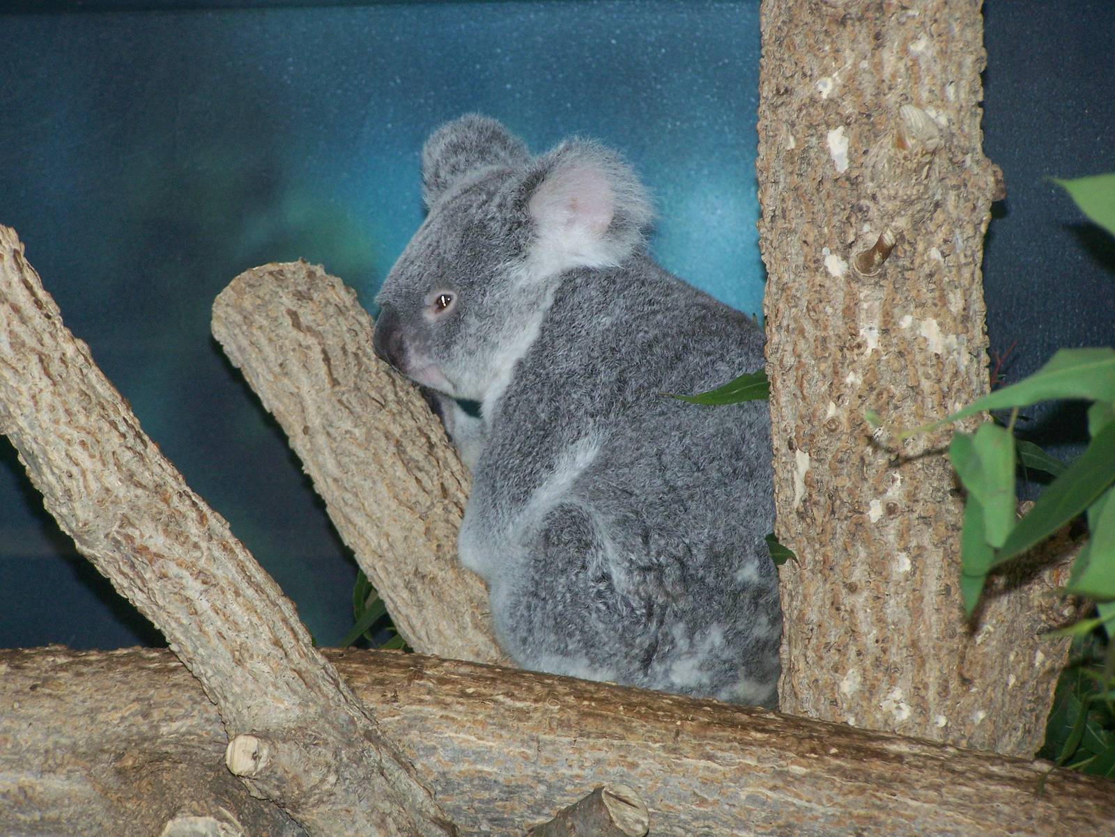Koala-2006 or 2007