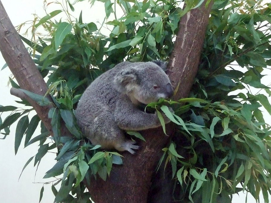 Koala - 2011