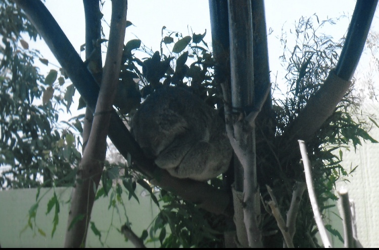 koala 2016