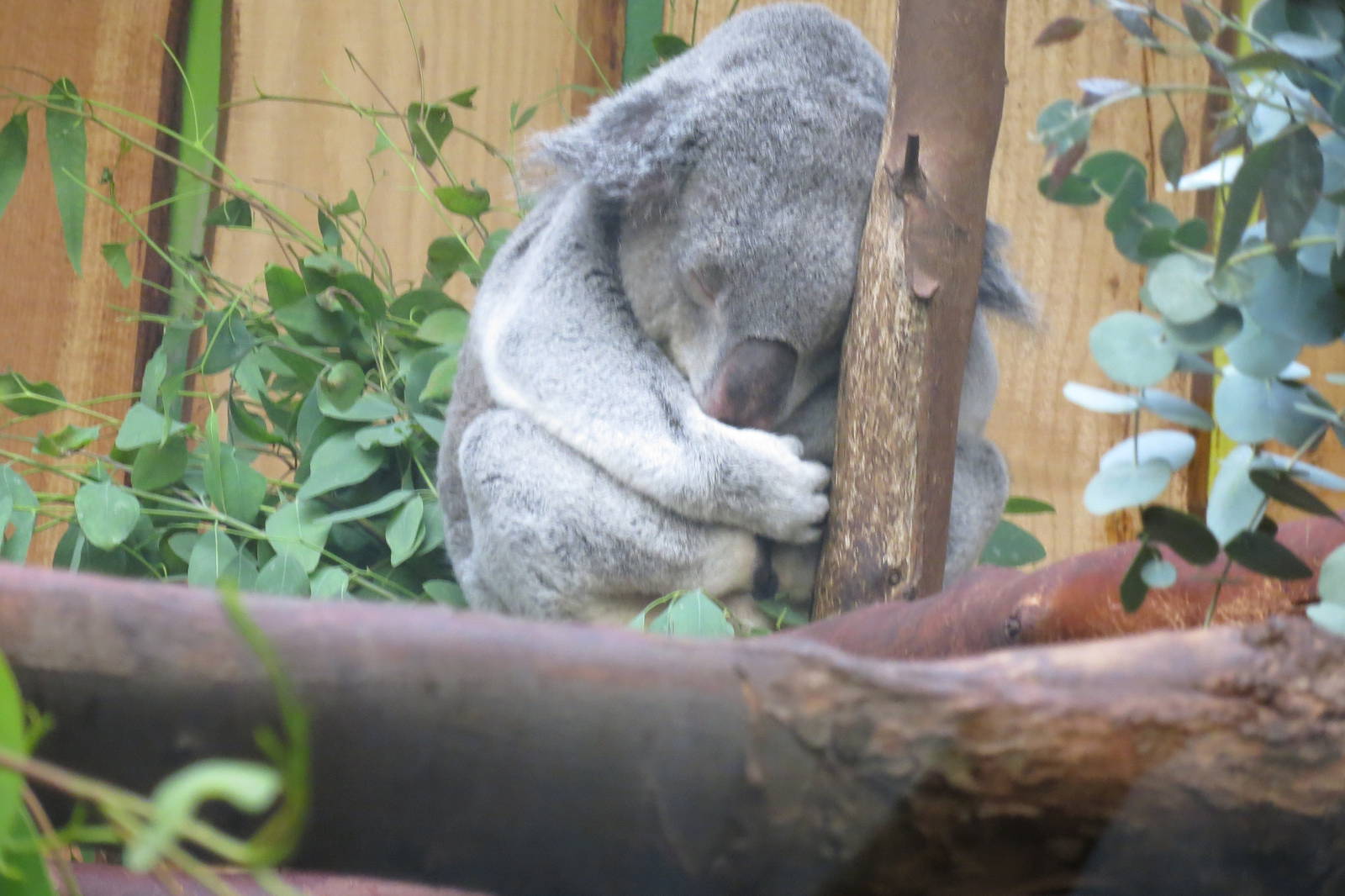 Koala 240815