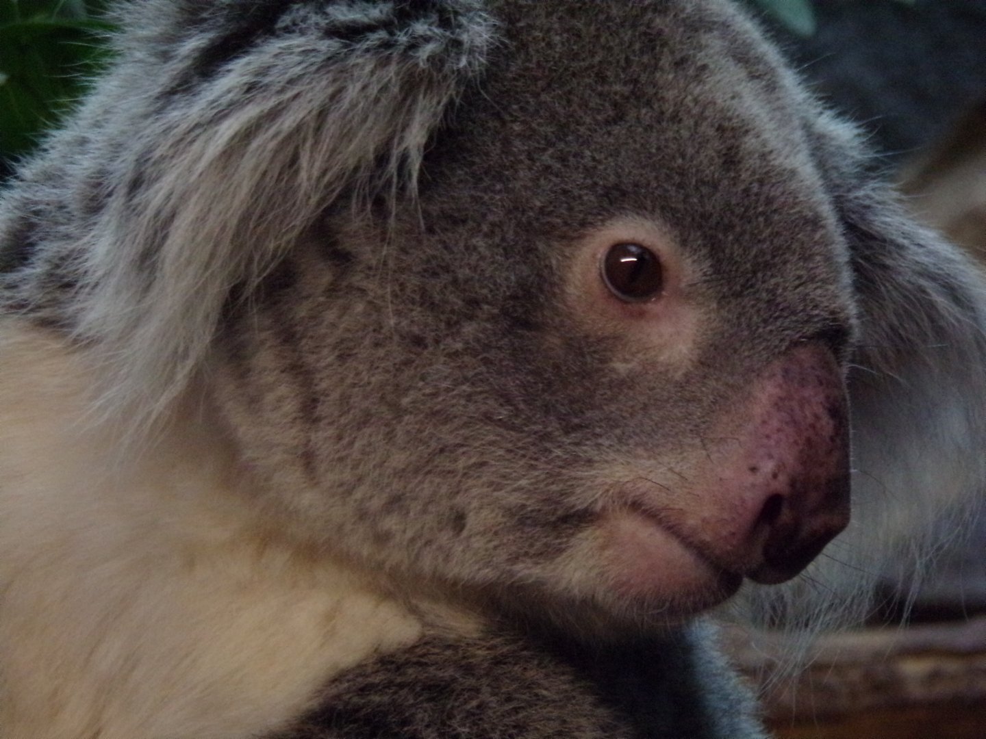 Koala 27.12.24