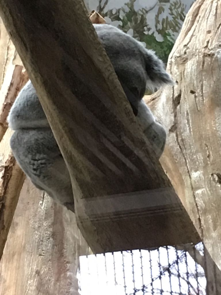 Koala 280118