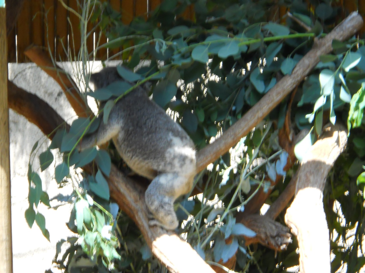 Koala Action Shot!