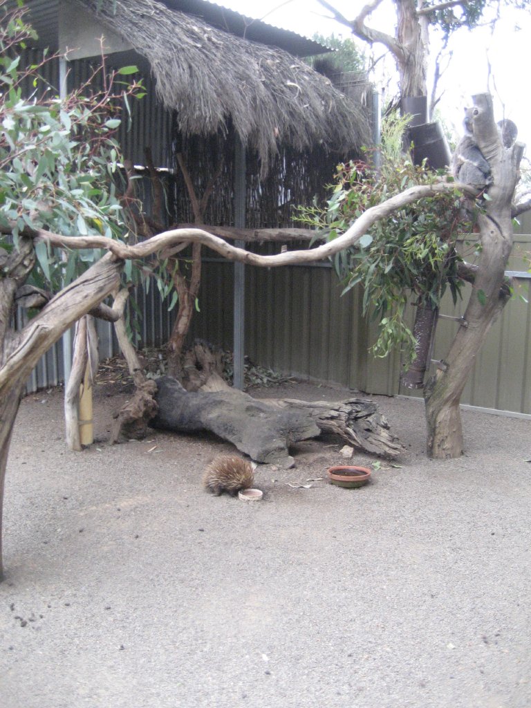 Koala and Echidna enclosure