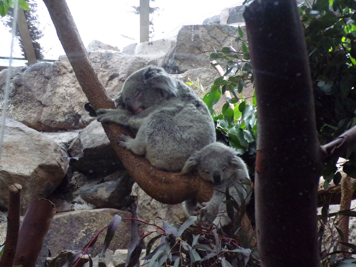 Koala and joey 26.2.23