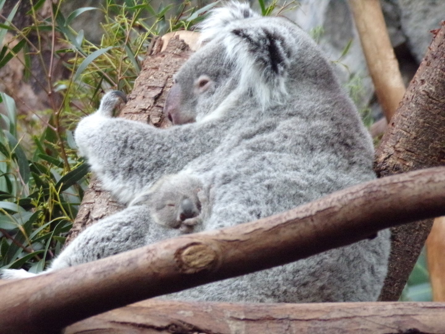 Koala and joey 26.2.23