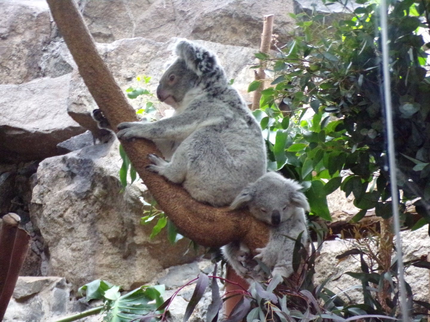 Koala and joey 26.2.23