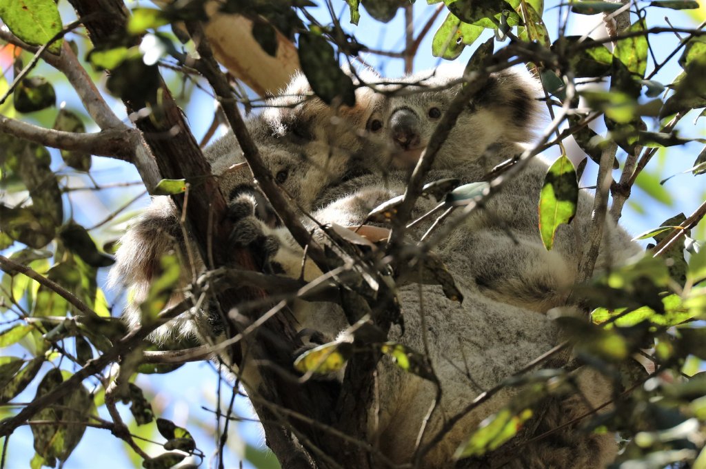 Koala and joey
