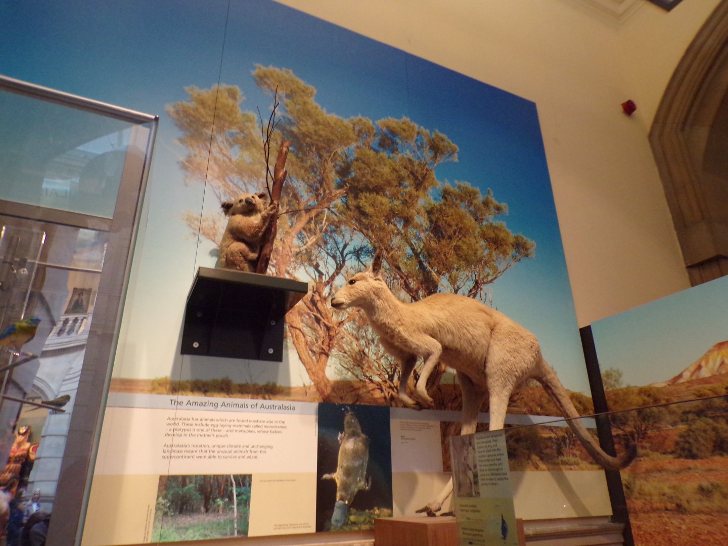 Koala and Kangaroo (taken at Kelvingrove museum) 12.2.24
