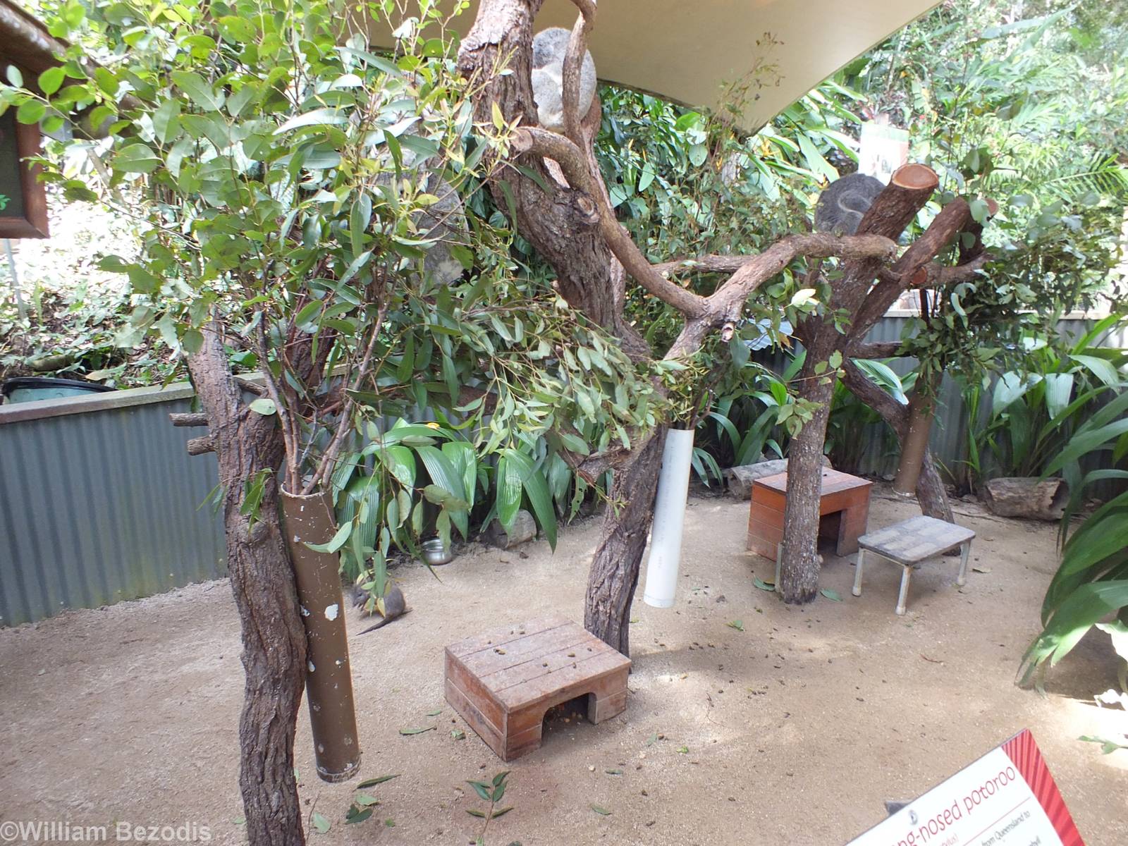 Koala and Long-nosed Potoroo Enclosure