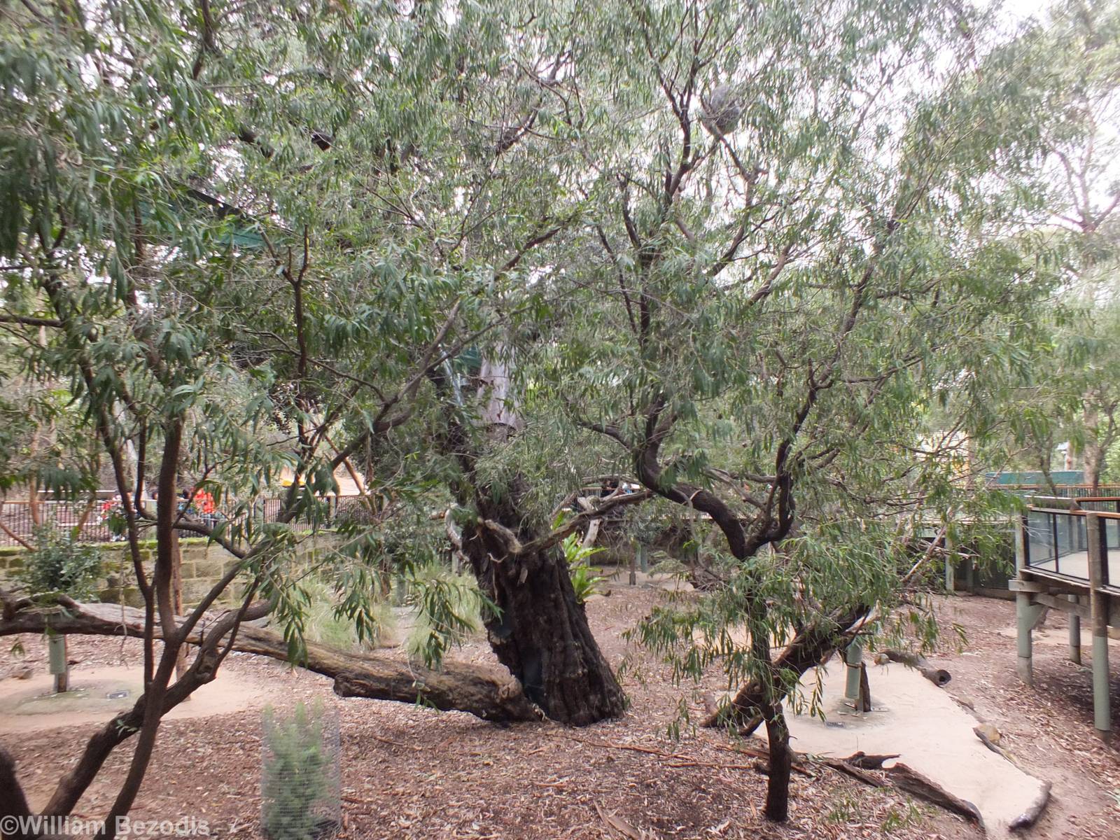 Koala and Western Brush Wallaby Enclosure