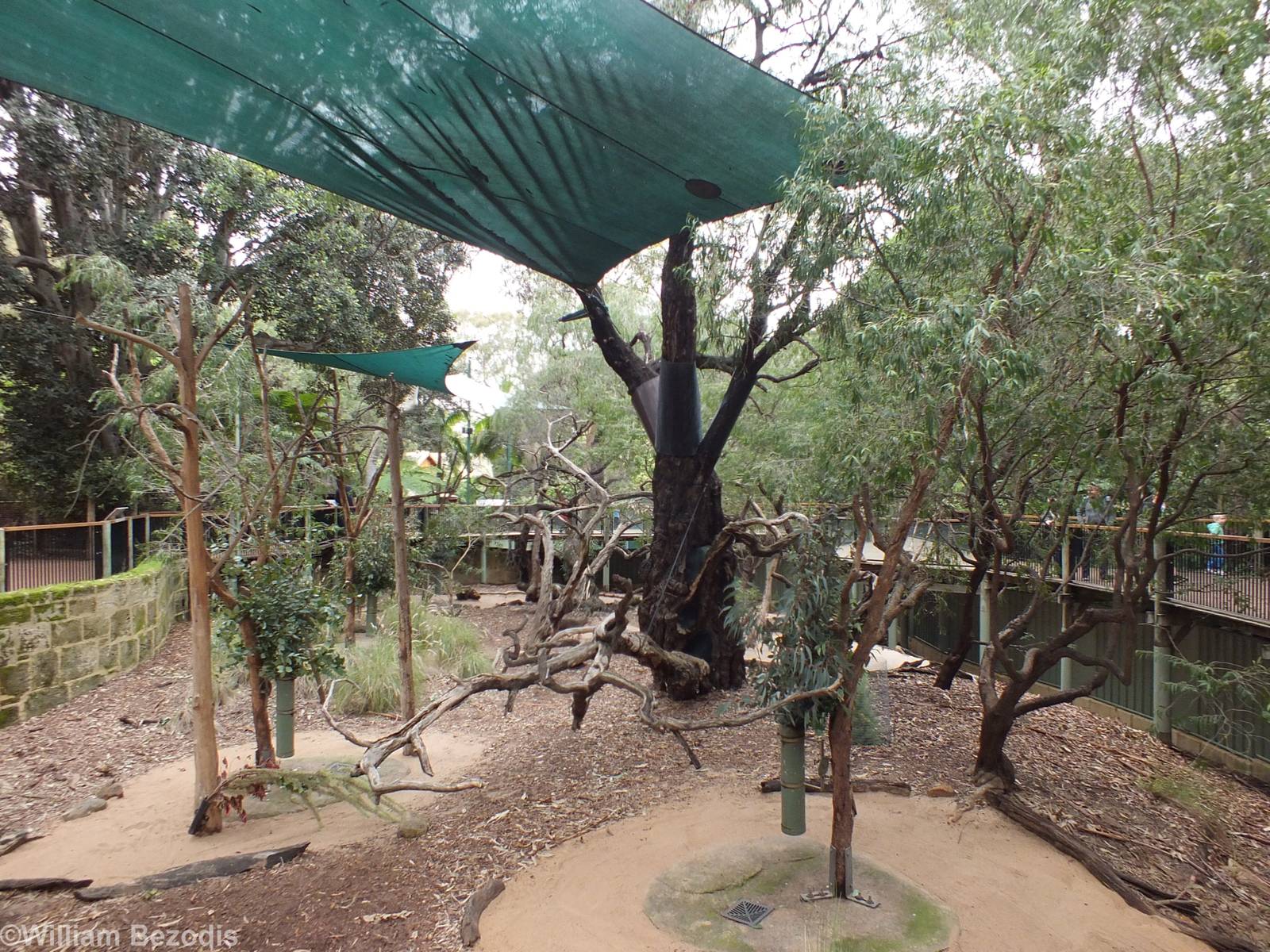 Koala and Western Brush Wallaby Enclosure