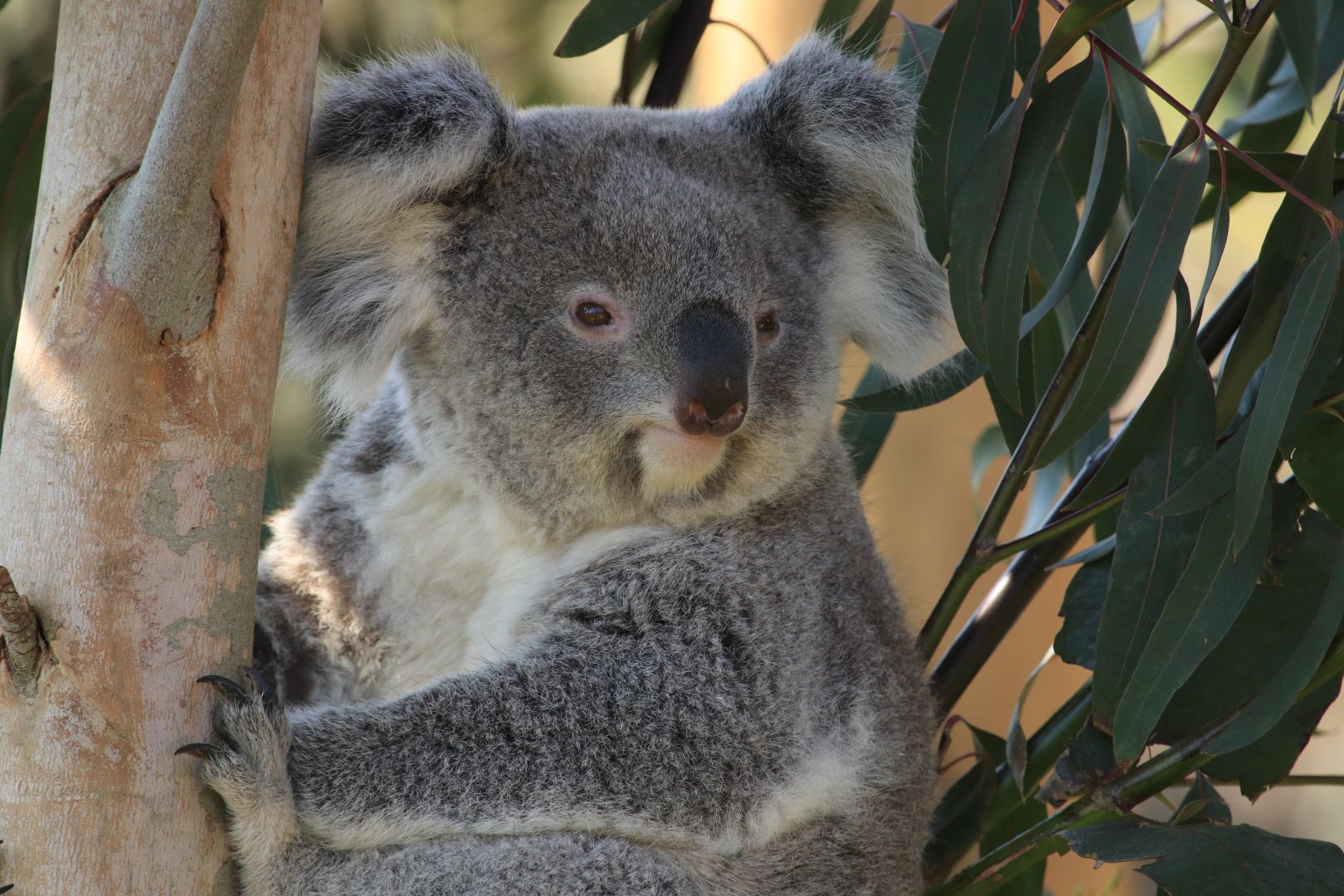 Koala (April 2019)