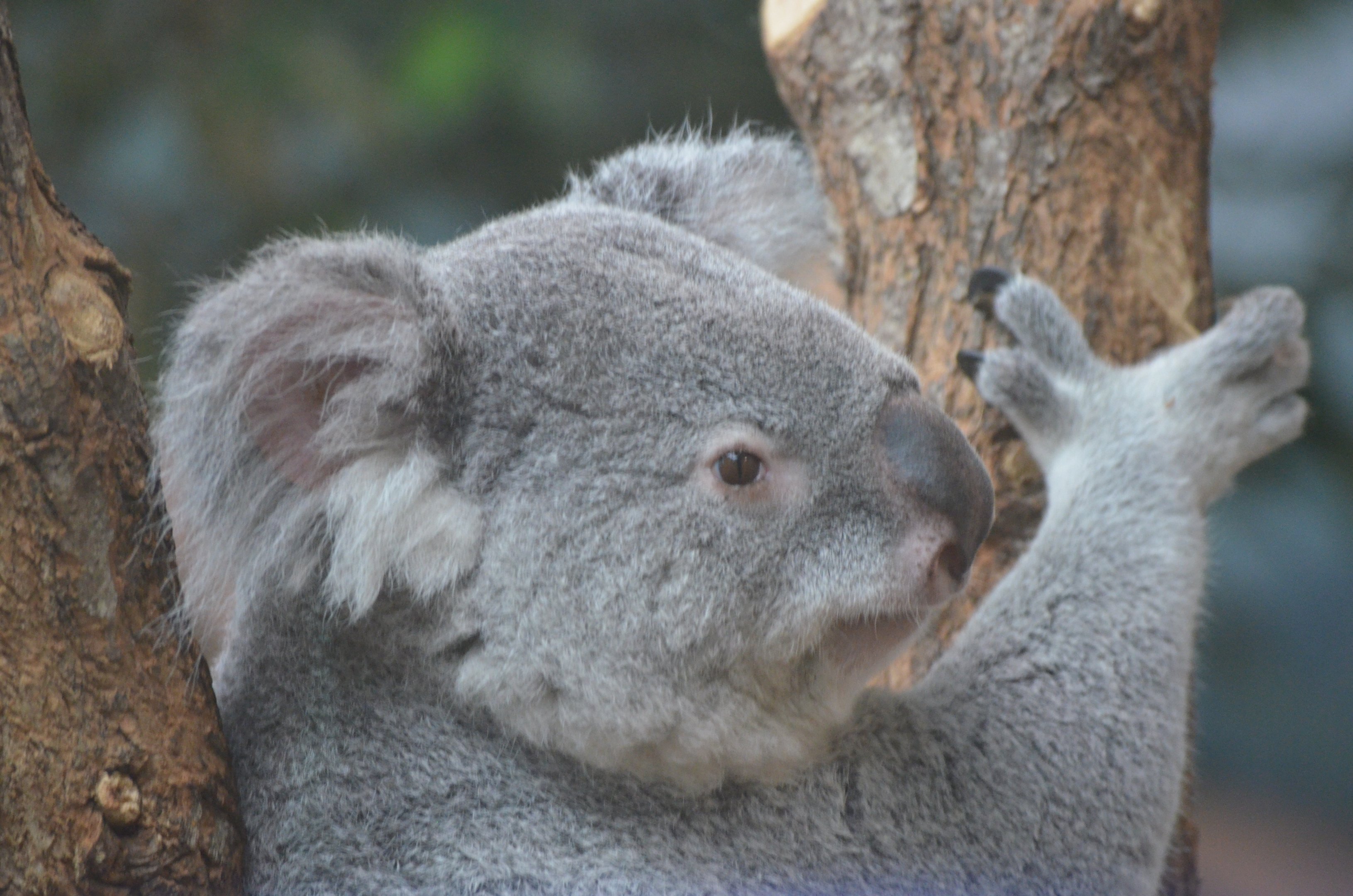 Koala at Beauval, 12/06/18
