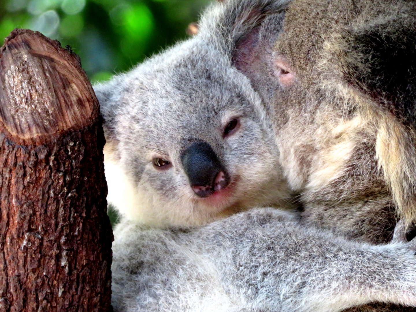 Koala at Currumbin Wildlife Sanctuary