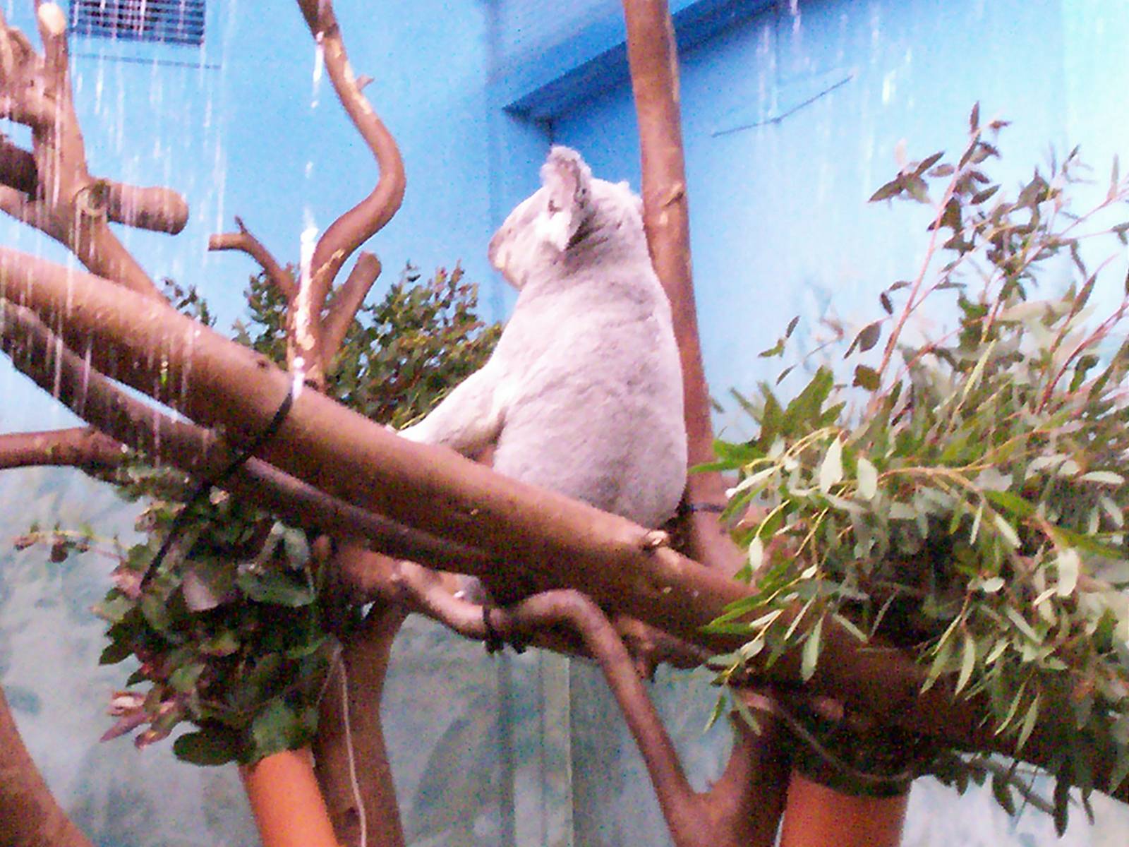 Koala at Edinburgh zoo
