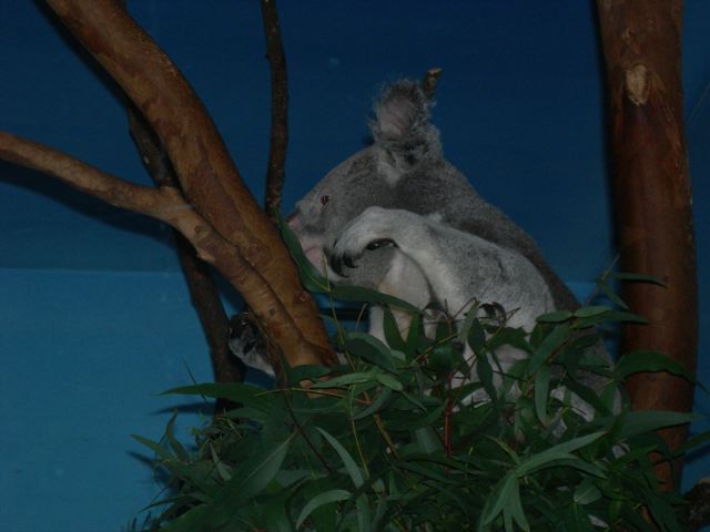 Koala at Edinburgh zoo