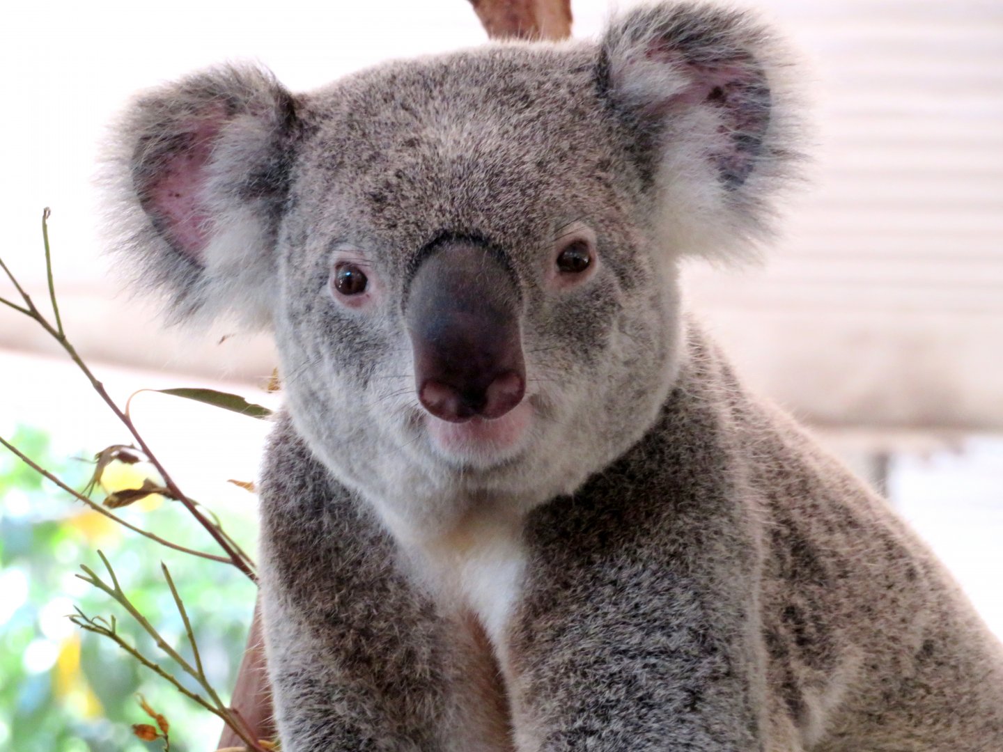 Koala at Lone Pine Koala Sanctuary