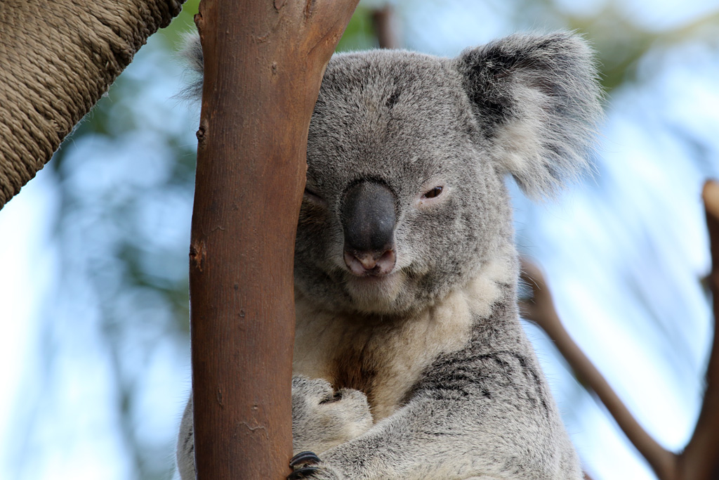Koala at San Diego Zoo 23rd April 2016