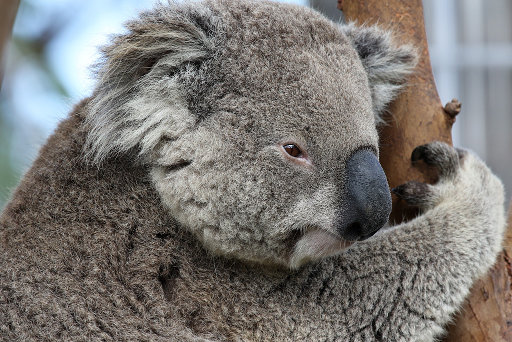 Koala at San Diego Zoo 23rd April 2016