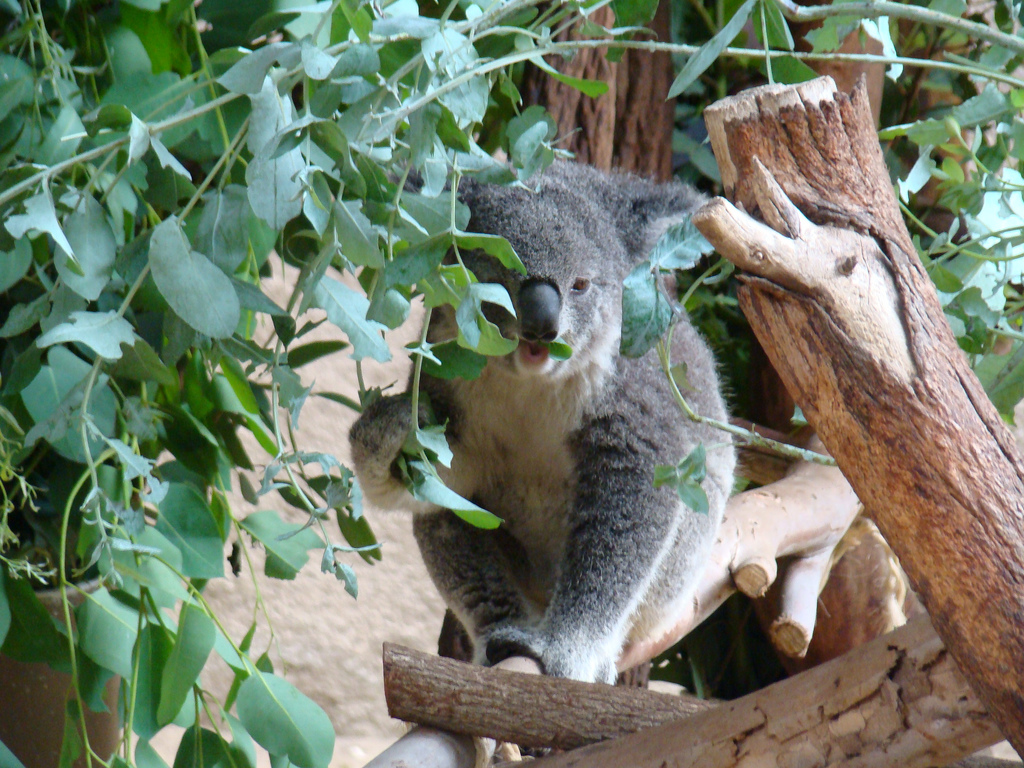 Koala at the Los Angeles Zoo