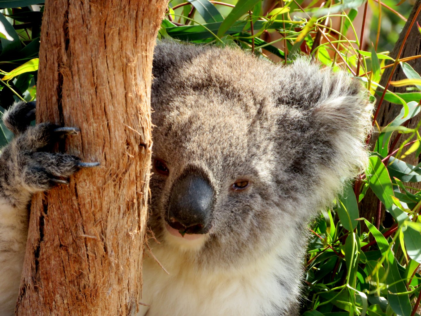 Koala at Werribee Open Range Zoo