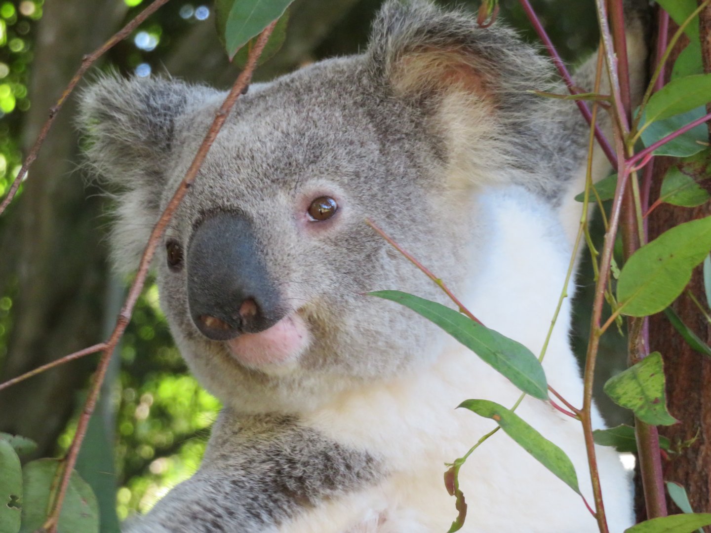 Koala at Wildlife HQ Zoo 2020