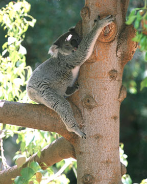 koala, Aug 2, 2009