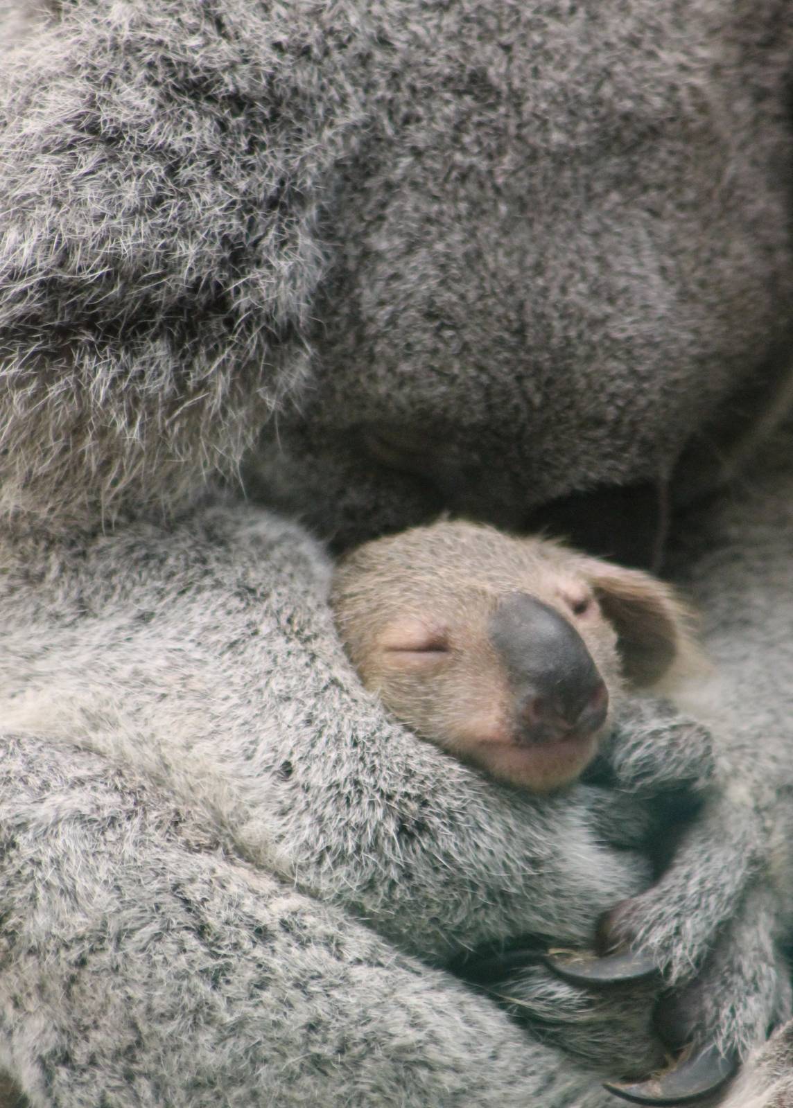 Koala baby