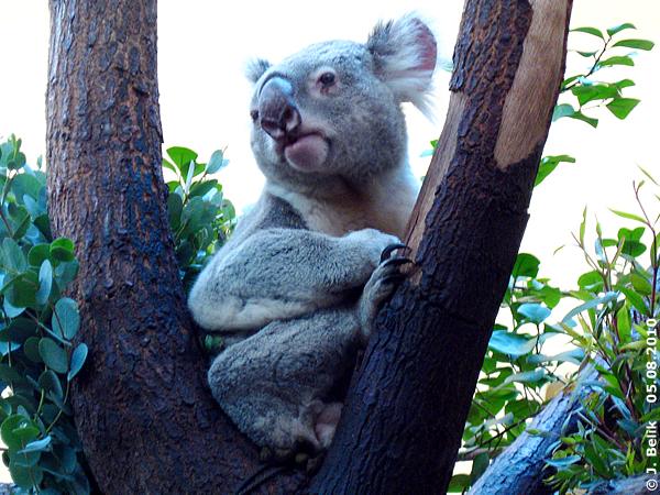 Koala Bilyarra at Zoo Vienna