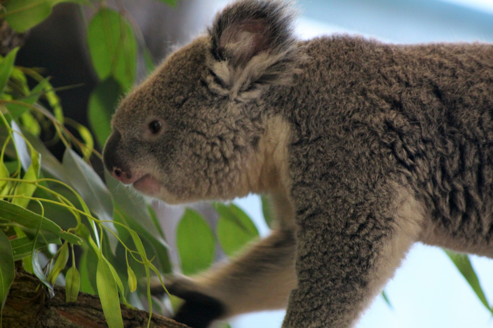 Koala - Brumby