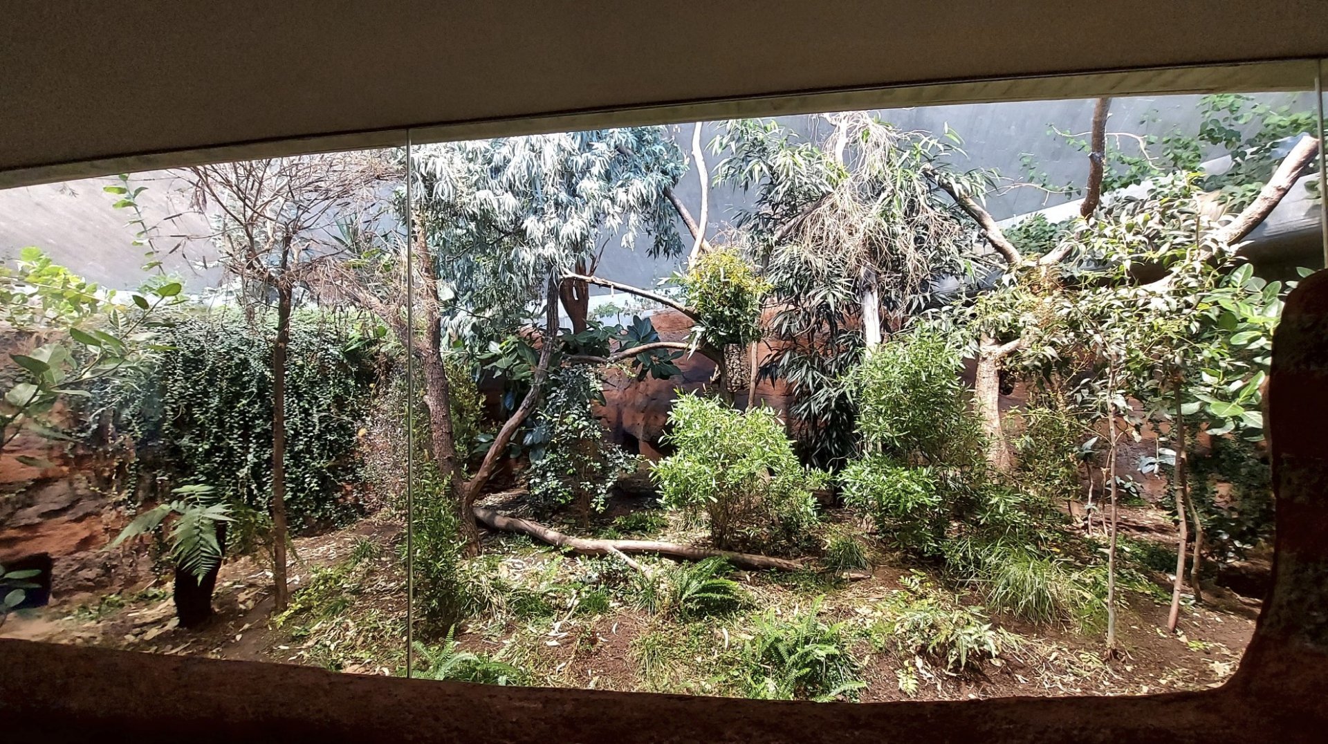 Koala & Brush-Tailed Bettong indoor enclosure #1