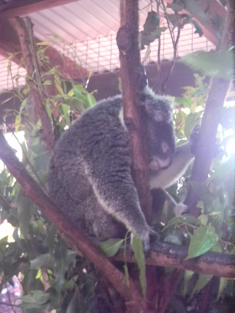 Koala - Cairns Tropical Zoo 2011