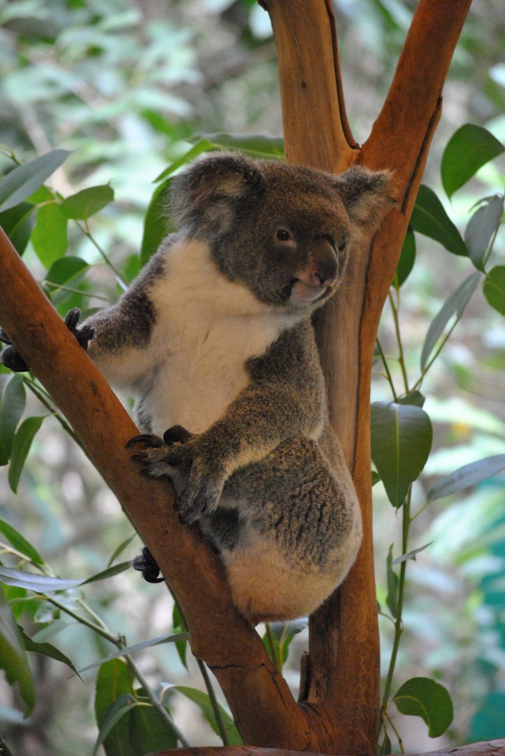 Koala, Cairns Tropical Zoo, 2015