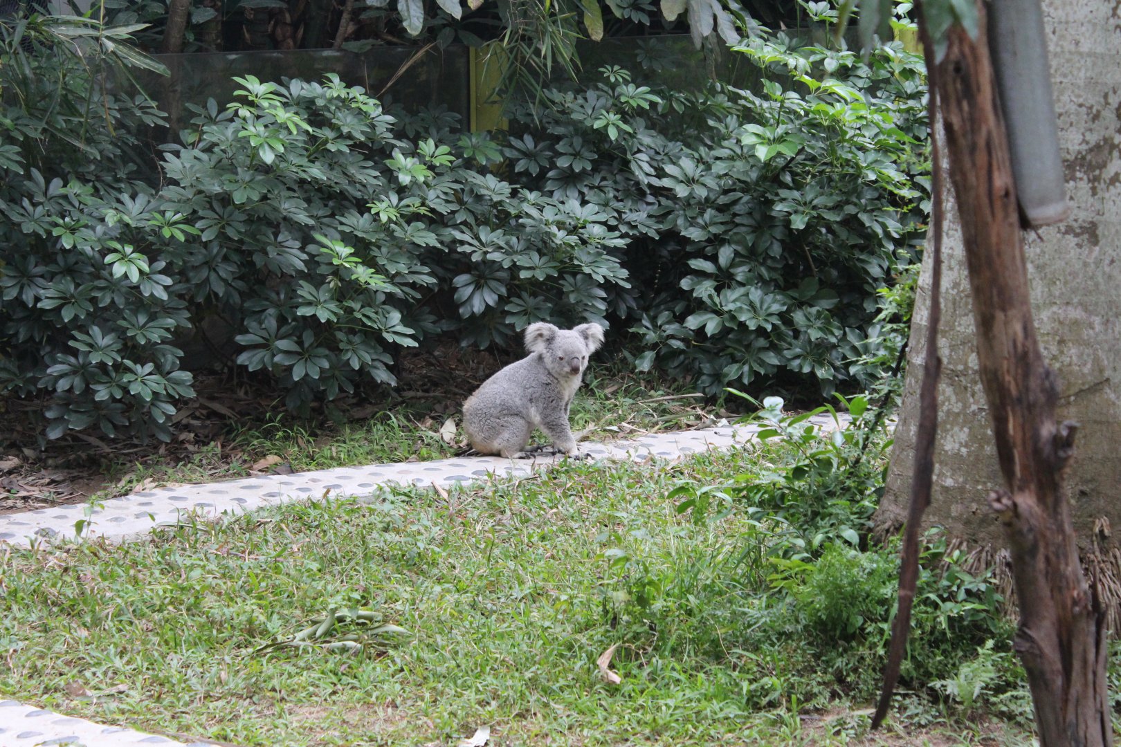 Koala can get to the ground?