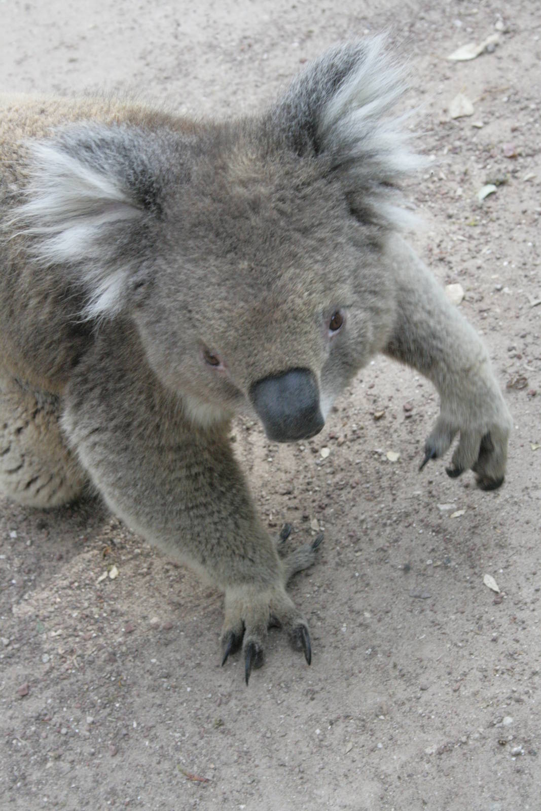 koala close up