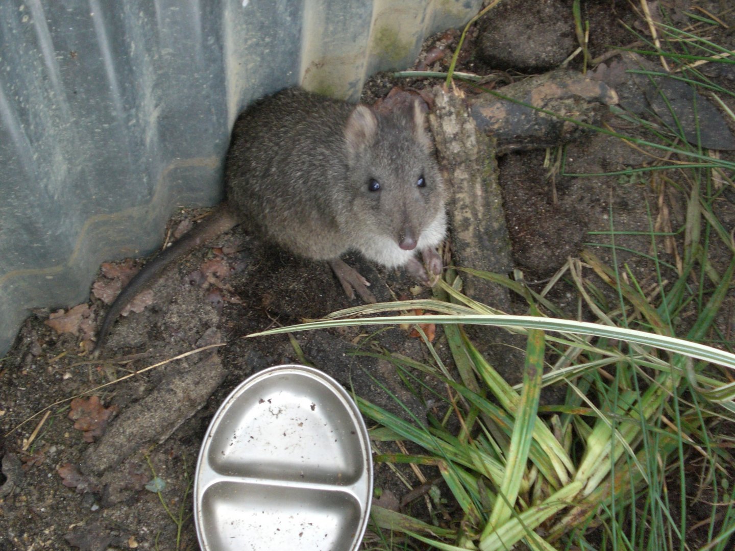 Koala creek- Long nose potoroo 301024