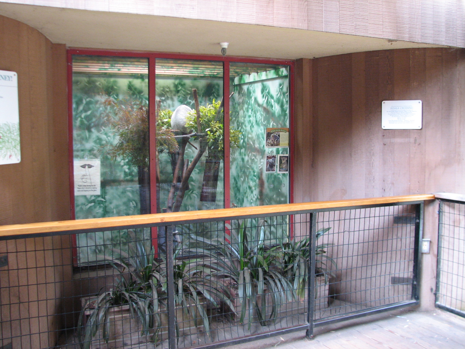 Koala Crossing - Indoor Exhibit