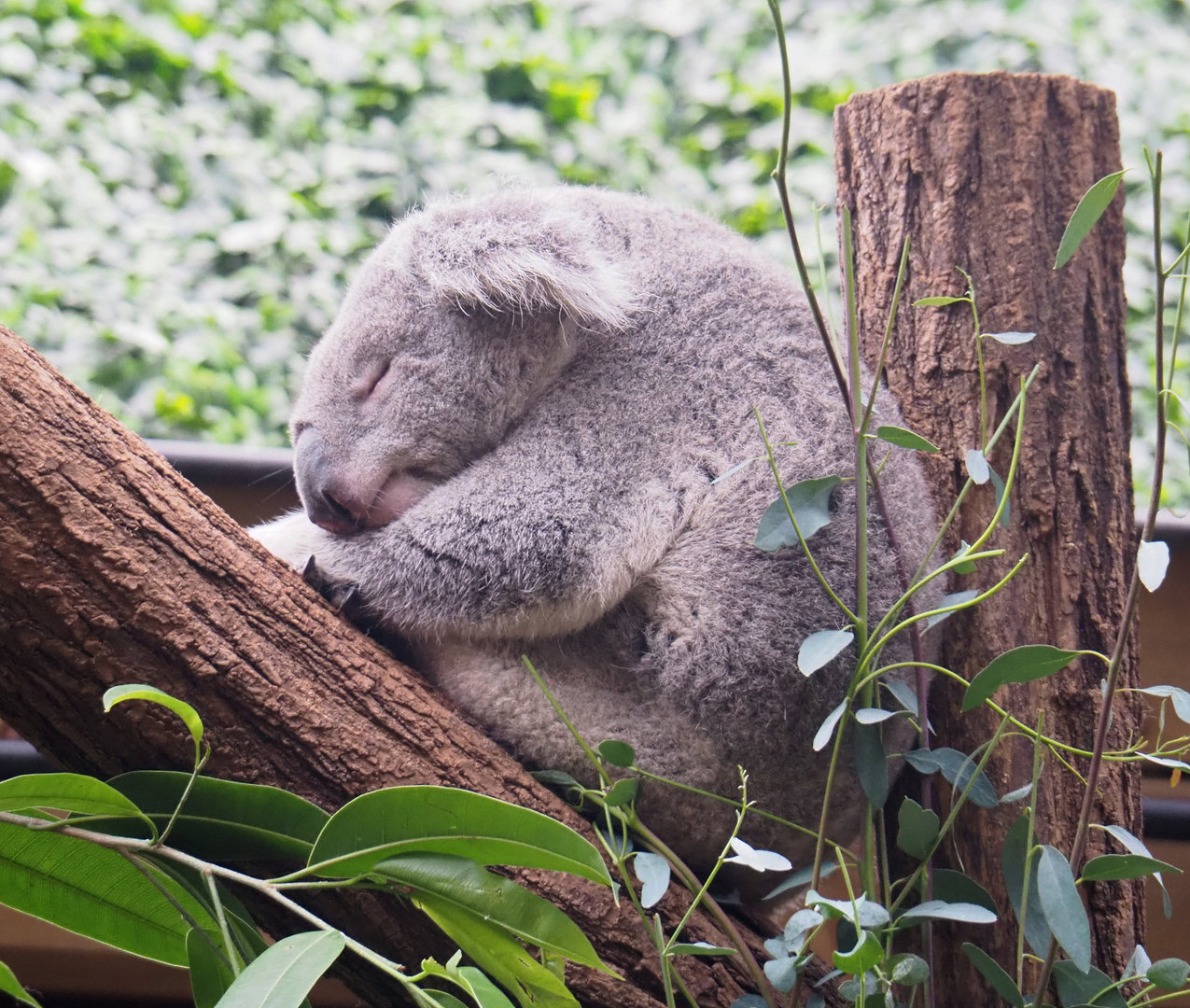 Koala Dameeli (Phascolarctos cinereus), 2022-09-14