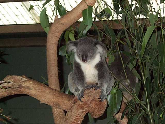 koala Dec 2001