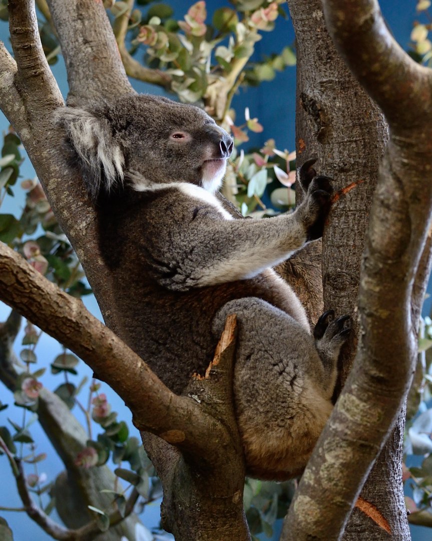 Koala "Dennis" - May 2019