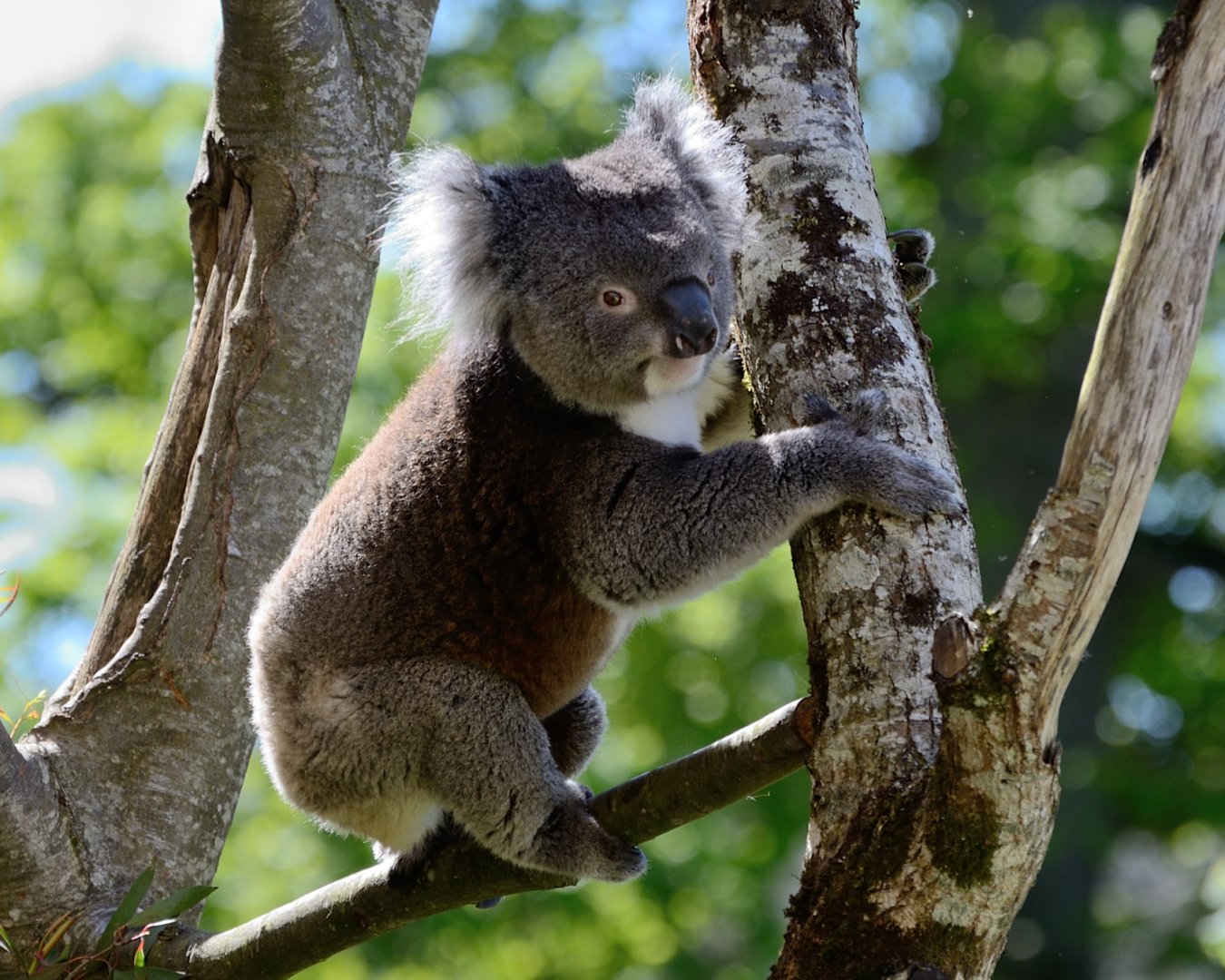 Koala "Dennis" - May 2019