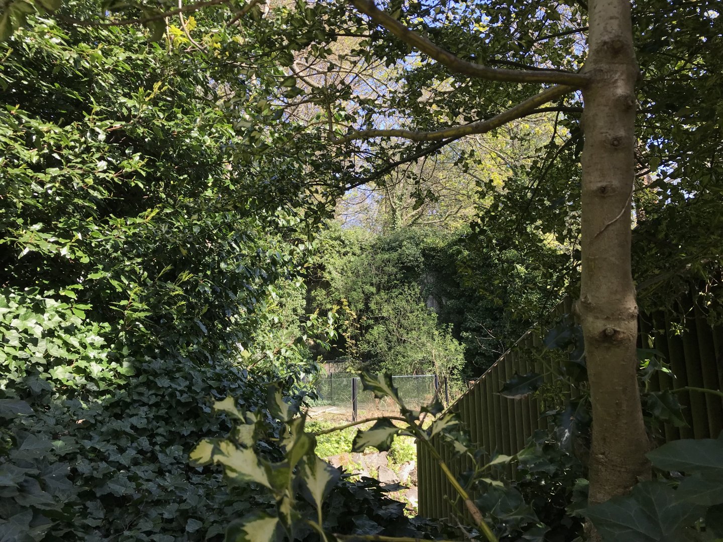 Koala display area/ former lion enclosure