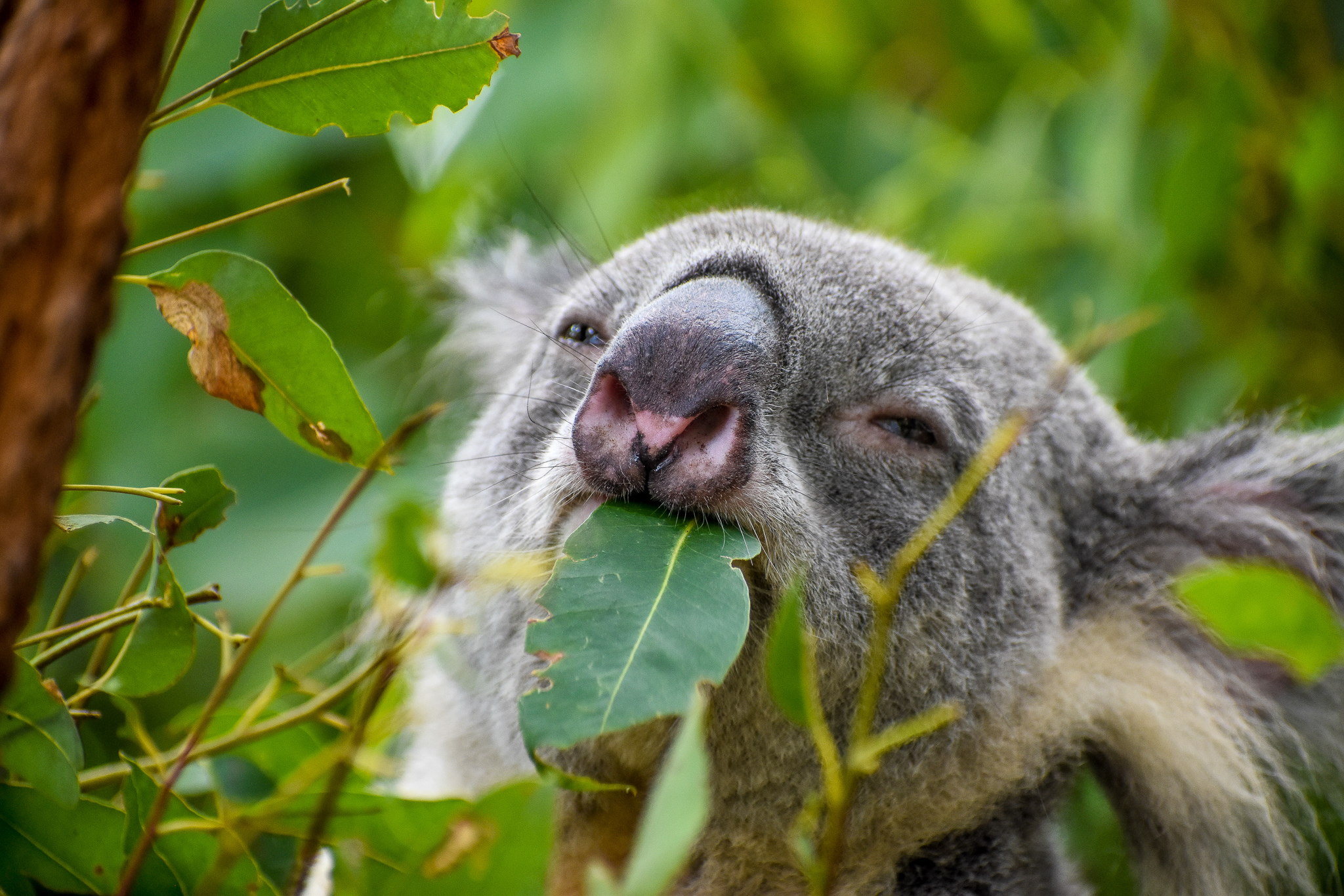 Koala eating Eucalyptus