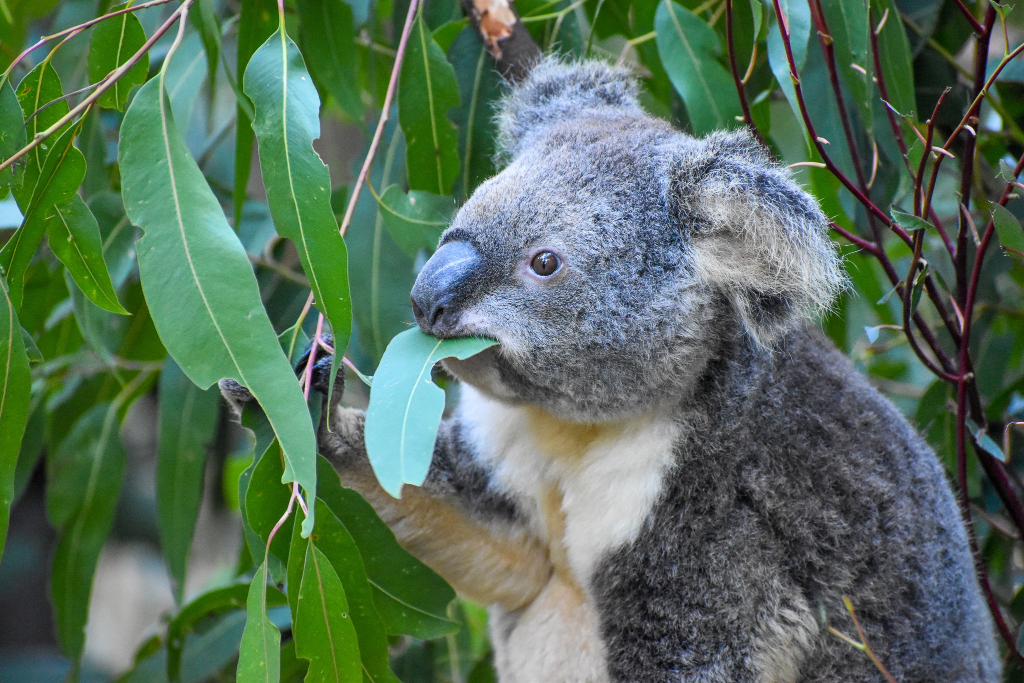 Koala eating