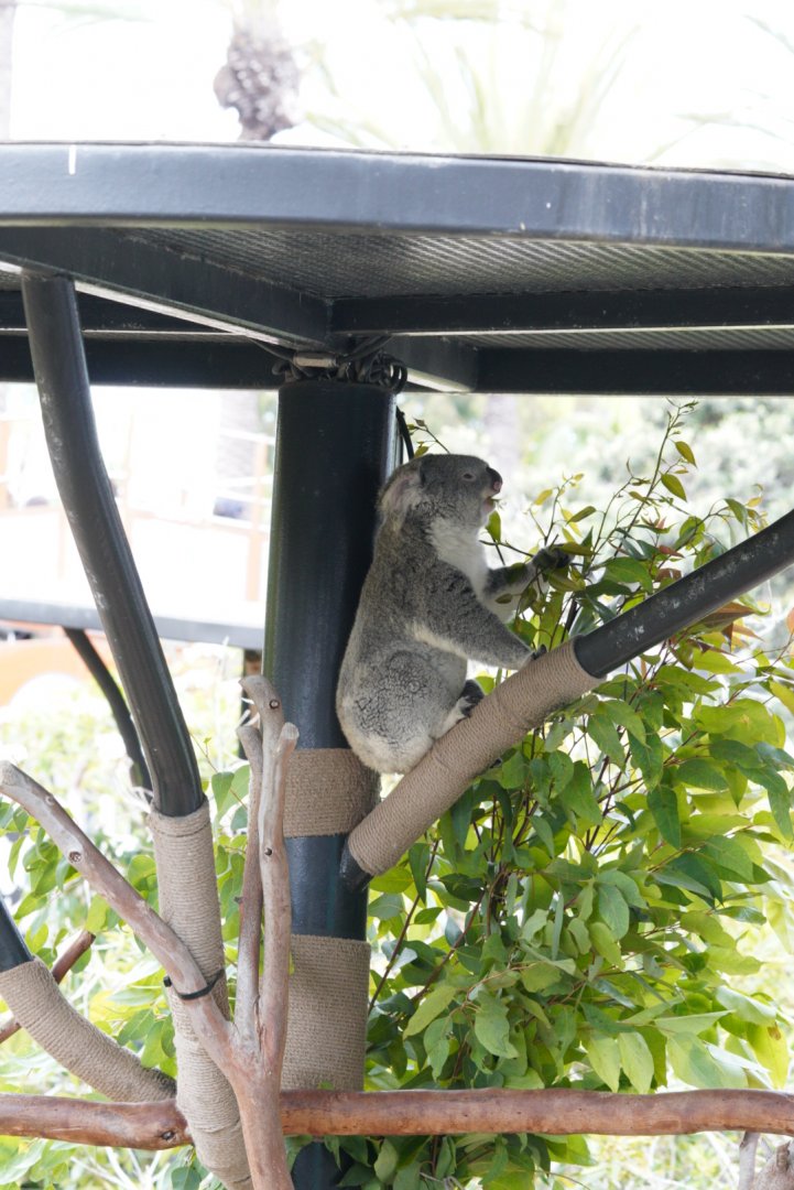 Koala eating