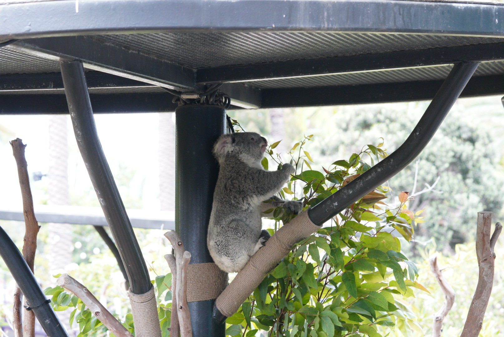 Koala eating