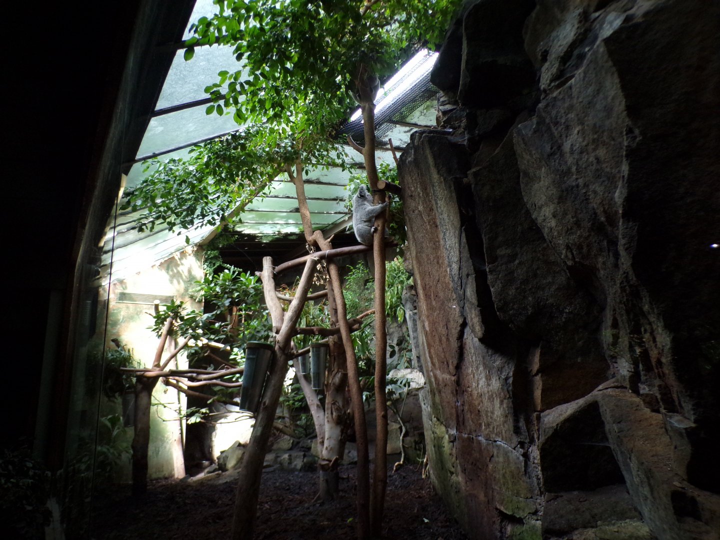 Koala enclosure 15.7.24