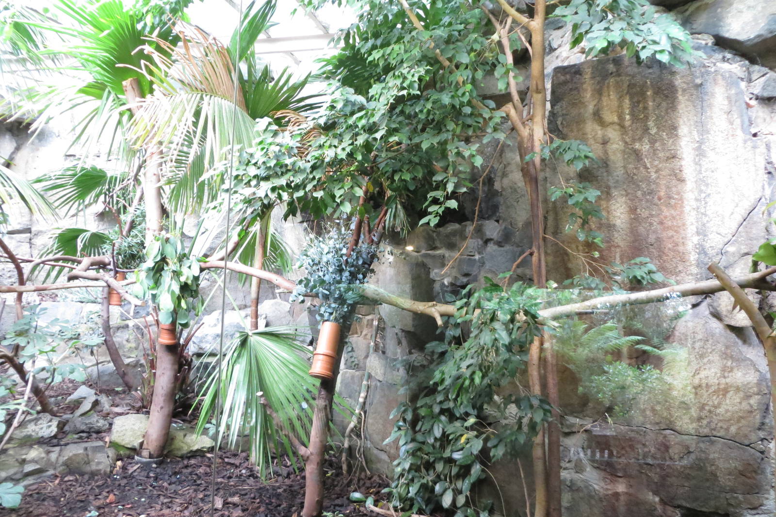 Koala enclosure 240815